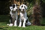 DOGUE ALLEMAND 221